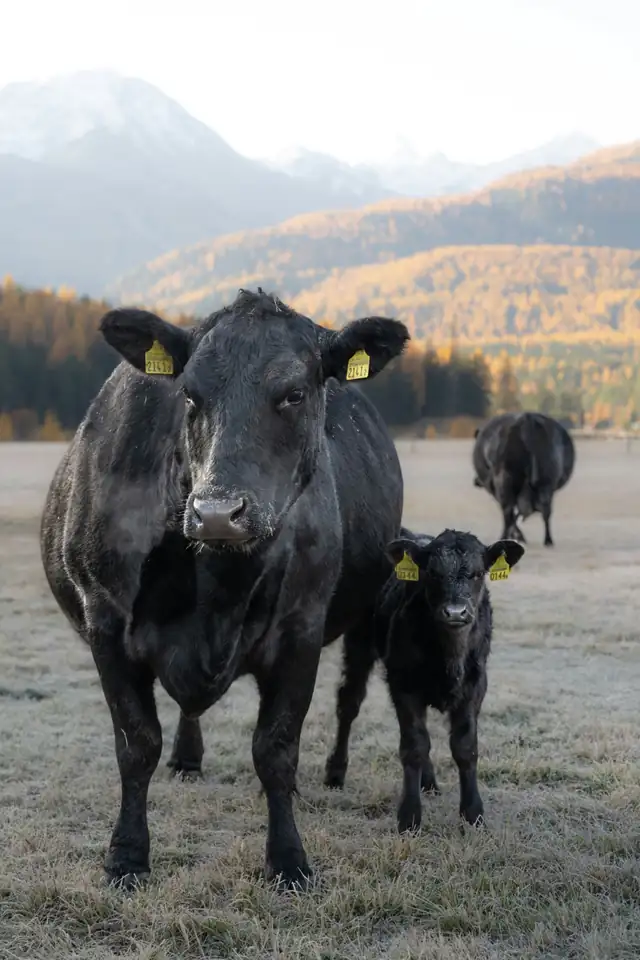 Ganado Angus negro en libre pastoreo, vaca y becerro